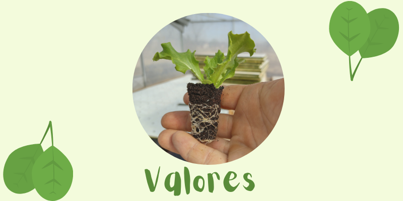 Valores